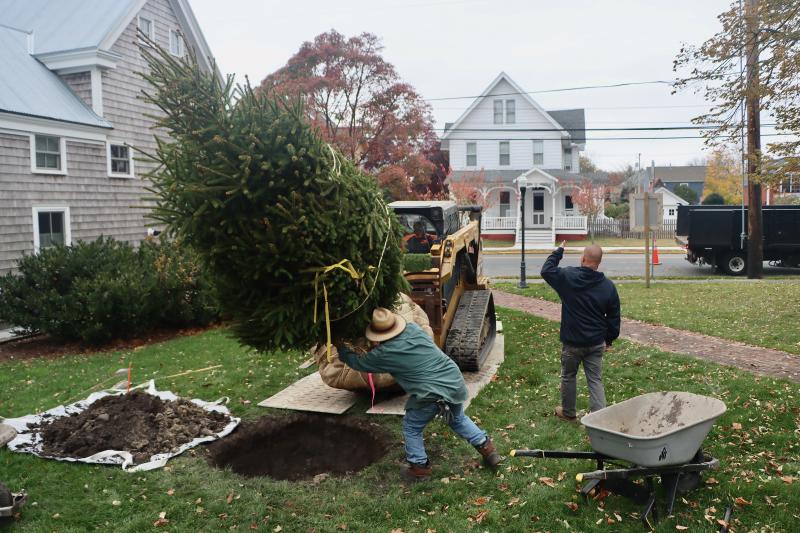 Lewes plants new Christmas tradition Cape Gazette